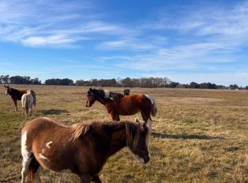 Campo · 50000m² · 1 Ambiente · Venta Campo 5 Hectáreas Croto Tapalque