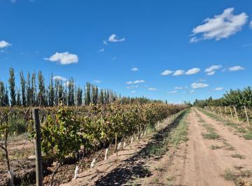 Campo · 5ha · Venta de Finca en El Central, San Marín, Mza