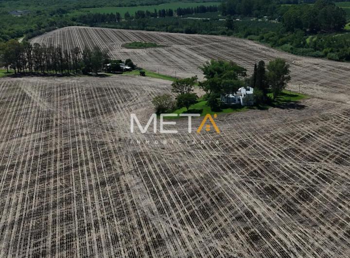 Campo · 75ha