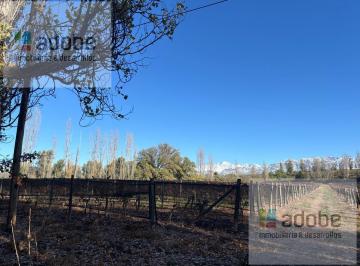 Campo · 2ha · Finca de Dos Hectáreas en Venta en Vistalba