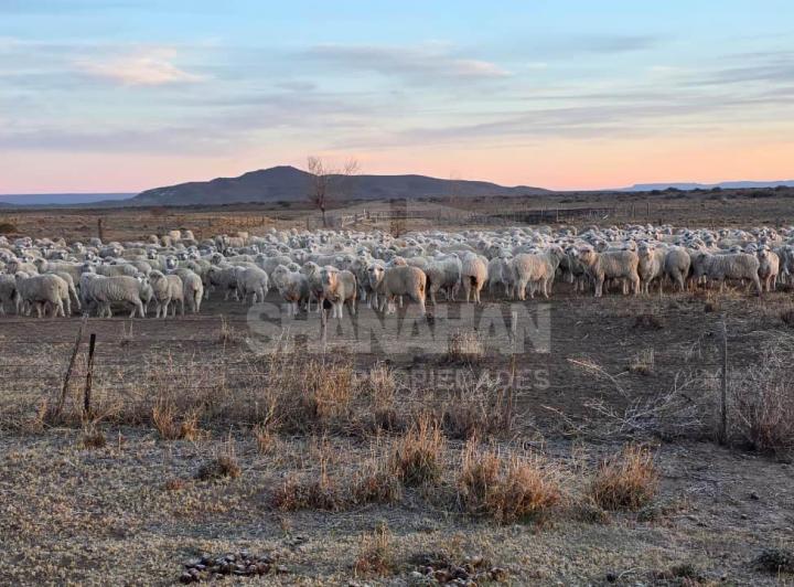 Campo · 103610000ha