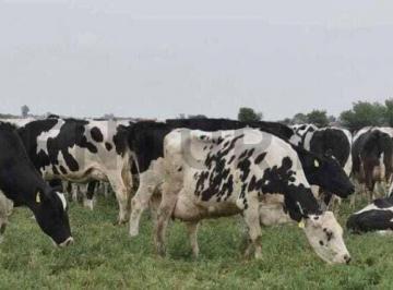 Campo · 9m² · Se Vende Campo de 9,20 Hectáreas en Presidente Roca