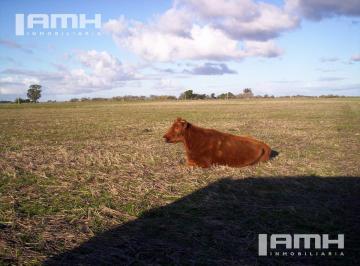 Campo · 900000ha · Campo - General Madariaga Campo en Venta 90 Hectáreas Gral Madariaga