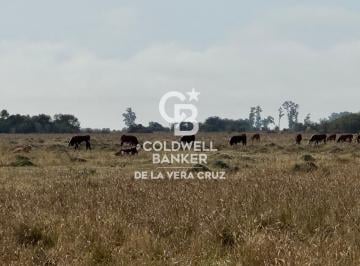 Campo · 920000ha · Campo en San Cristobal