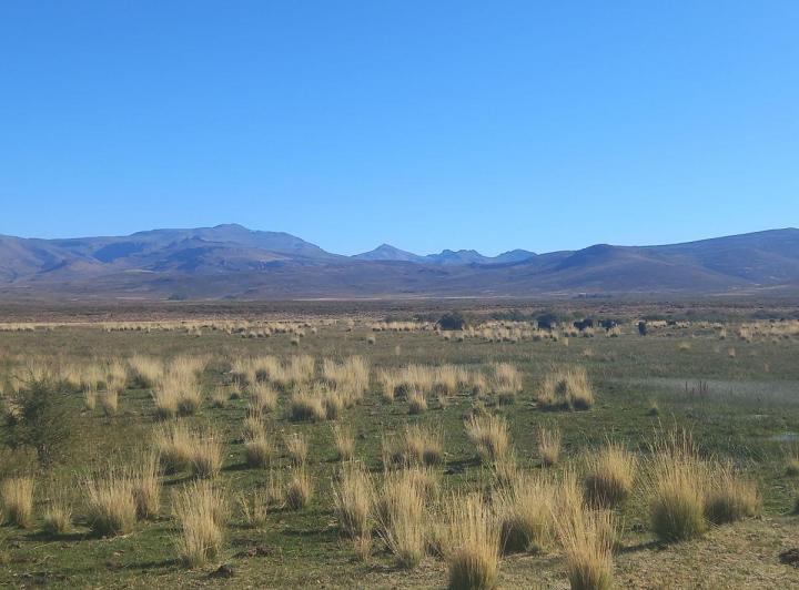 Campo · 12000ha