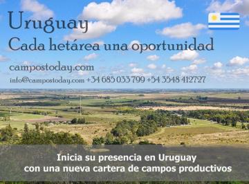 Campo , Uruguay · Campo Ganadero–forestal en Rincón de Urtubey, Treinta y Tres 4.309 Ha con Infraestructura/aeródromo