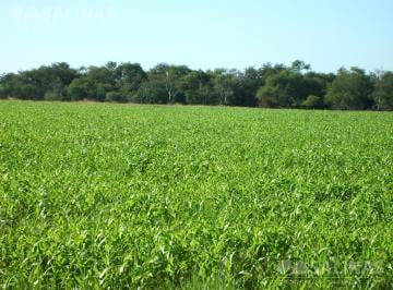 Campo · 41230000ha · Estancia San Esteban en Federal, Entre Ríos