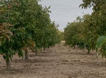 Quinta vacacional · 120000m² · Inversion Agricola | Finca de 12 Ha con Nogales Chandler en Produccion