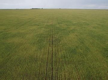 Campo , Villarino · 386 Ha Villarino - en Venta