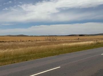 Campo , Coronel Pringles · 716 Ha C. Pringles S/ruta 51 - en Venta