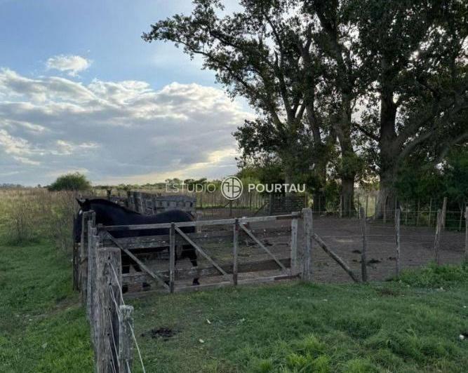 Campo · 125ha