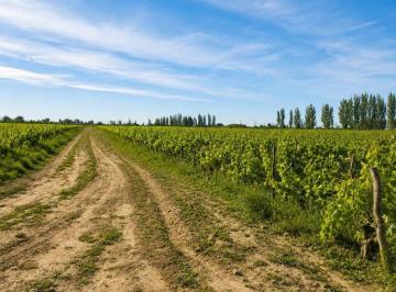 Campo , Lavalle · Finca Productiva en Venta – Costa de Araujo, Lavalle | Mendoza