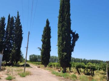 Campo , San Rafael · Viñedo de 30 Hectáreas - San Rafael, Mendoza