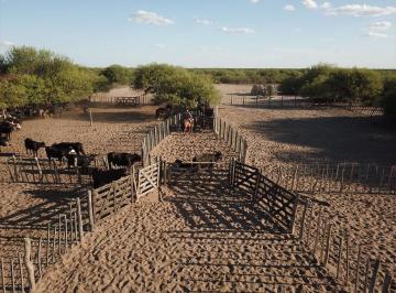 Terreno , Ñacuñan · Campo en Venta Sobre Ruta 153 | Gran Potencial de Inversión