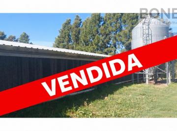 Campo · 13600ha · Destacada Granja Avícola Especializada en La Producción de 140.000 Pollos Parrilleros
