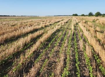 Terreno · 80ha · Venta Campo Agricola en Carmen de Areco Provincia de Buenos Aires