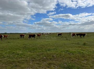 Foto1 · Campo en Rocha