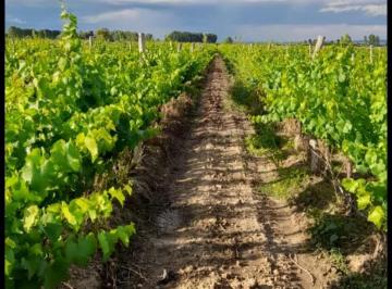 Campo , Luján de Cuyo · Venta Finca y Bodega Ugarteche Mendoza
