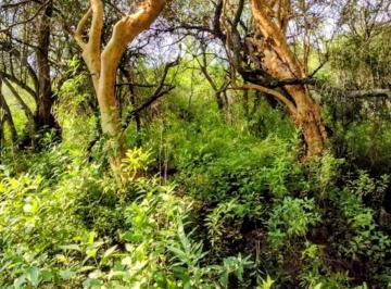 Campo , Villa Tulumba · Vendo Campo 75 Ha en Villa Tulumba