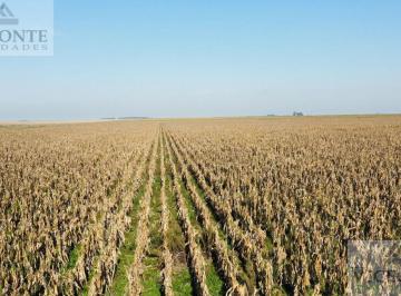 Campo , Pila · Campo Ganadero 1409 Ha Pila. Buenos Aires