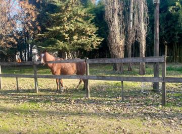 Campo · 320m² · 5 Ambientes · Chacra en San Andrés de Giles