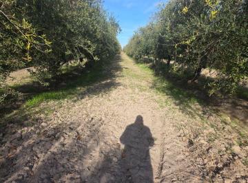 Campo , Rivadavia · Se Venden Fincas de Durazno y Olivos