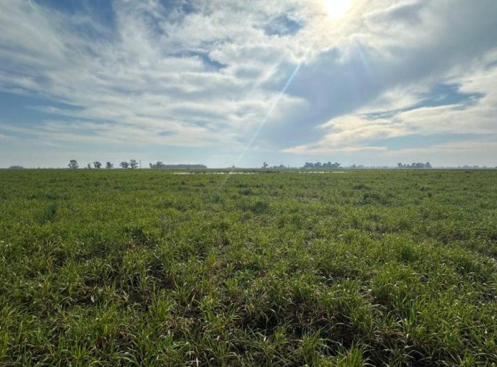 Campo · 861ha