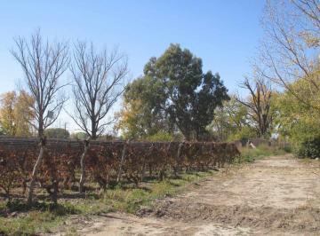 Campo · 5ha · Viñedo 4.7 Has en Venta en San Carlos Valle de Uco
