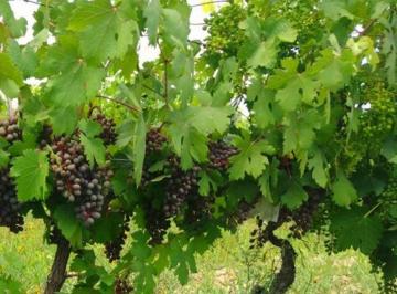 Campo · 13ha · Finca 5 Ha Viña, santa Rosa - Se Reciben Permutas