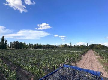 Campo · 5ha · Hermosa Finca en Venta en Agrelo