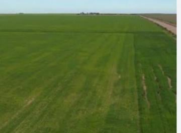 Campo · 1730000ha · 3 Ambientes · Campo en Venta 173 Ha Navarro Provincia de Buenos Aires Campo en Gonzalez Risos