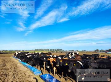 Fondo de comercio · 5000000ha · 5 Ambientes · 10 Cocheras · Tambo en Producción en Venta Fondo de Comercio Navarro