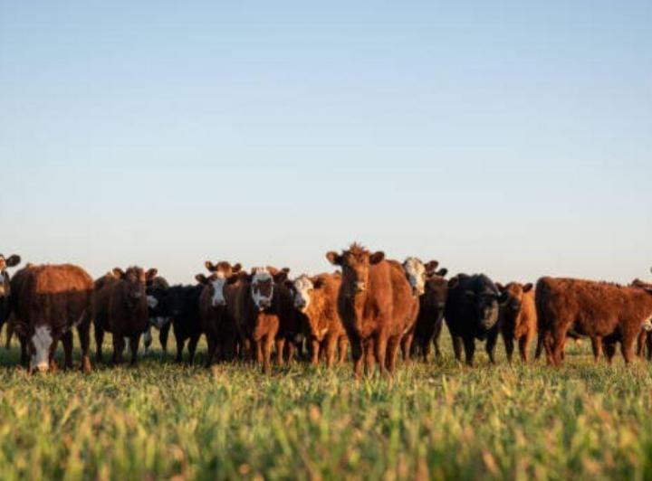 Campo · 112m²