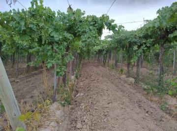 Campo · 6ha · Finca 6,49 Has en Produccion, Carpinteria, Pocito