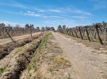 Campo · 7ha · Finca de 6.5 Has en Produccion en Carpinteria
