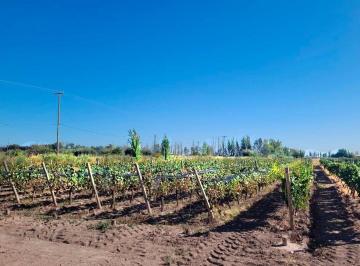 Campo · 8ha · Adobe Vende Excelente Finca de 8.7 Has en Maipú.