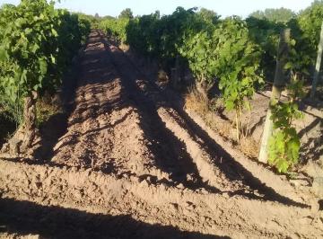 Campo · 290000ha · 5 Dormitorios · Finca de 29 Has en Santa Rosa Mendoza a Orillas del Rio Tunuyan