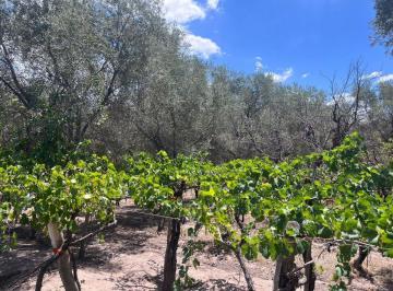 Campo · 329ha · Venta Casa - Finca El Plumerillo Las Heras Mendoza