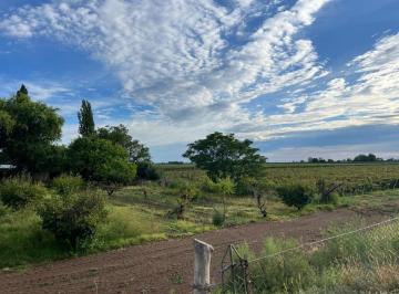 Campo · 20ha · Venta Finca en Produccion Chapanay