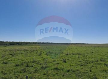 Campo · 180ha · Venta Campo Río Negro - Ganadero Agrícola 350 Ha