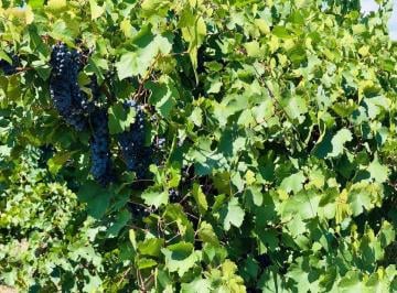 Campo · 53ha · Venta Finca en Producción 52,60has San Martín