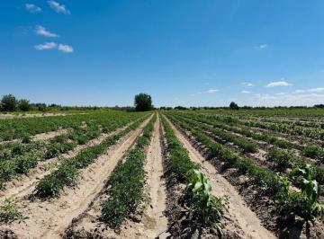 Campo · 48ha · Venta Finca en Producción 48,28has, San Martin