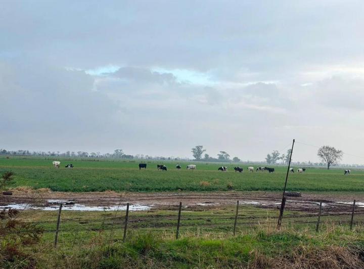 Campo · 1227ha