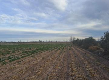 Terreno , Las Barrancas · Alquilo Finca 17 Ha