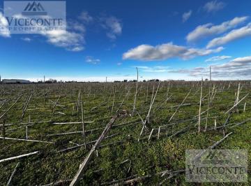 Campo , Pila · Campo Agrícola 55 Ha Pila, Partido de Pila, Pcia de Buenos Aires