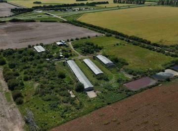 Campo · 6ha · Venta Criadero de Cerdo Intensivo. Acepta Permuta