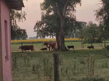 Campo · 32ha · 4 Ambientes · 1 Cochera · Venta Campo Roque Perez - Provincia