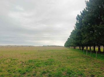 Campo · 298ha · Campo Mixto en Venta Alvarez Jonte - Nuez Pecán