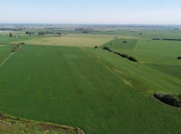 Campo · 20ha · Venta de 20 Ha - Alvear - Oportunidad
