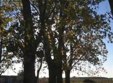 Campo · 16000ha · Campo Venta - 71,2 X 224 m - 1,6ha - Pergamino